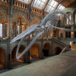 Smithsonian Museums Provide Sanctuary and Reflection During America's 250th Anniversary