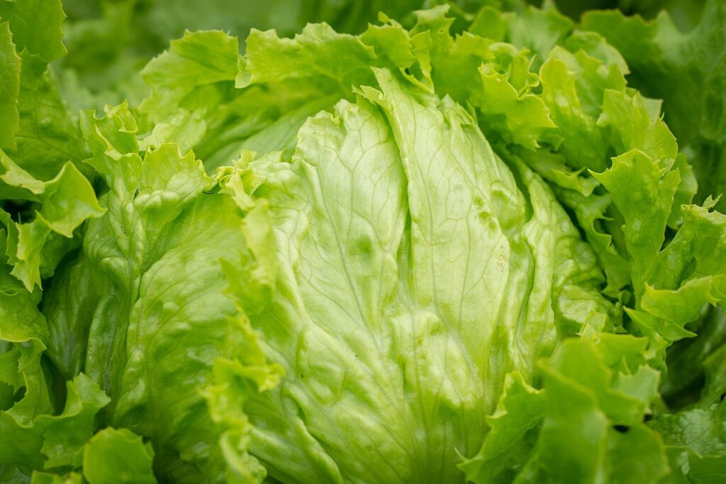 Taylor Farms Withdraws Iceberg Lettuce Linked to Cyclospora Outbreak