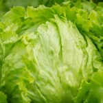 Taylor Farms Withdraws Iceberg Lettuce Linked to Cyclospora Outbreak