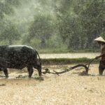 Telangana Disburses ₹6,590 Crore in Rythu Bharosa Aid to Farmers
