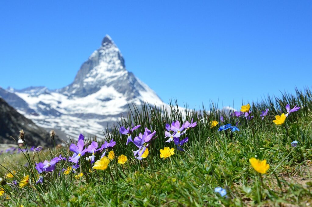 The Global Bloom: Where to Experience Peak Wildflower Season This Year