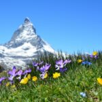 The Global Bloom: Where to Experience Peak Wildflower Season This Year