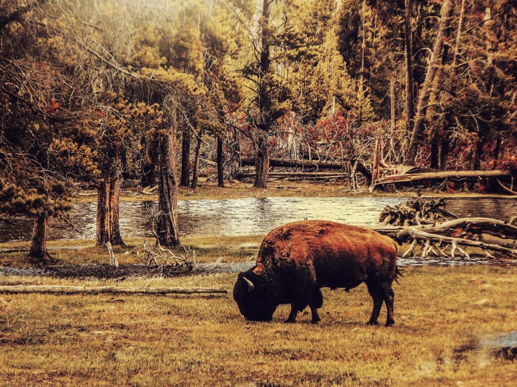 The Unexpected Legacy of Catalina Island's Bison Herd