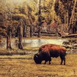 The Unexpected Legacy of Catalina Island's Bison Herd