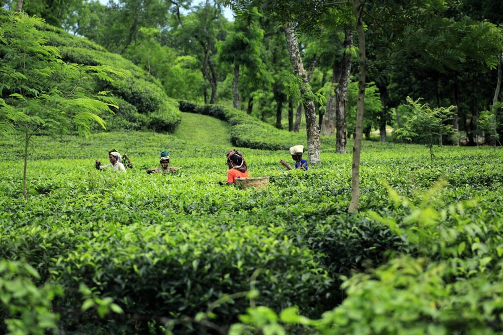 West Bengal Tea Garden Revitalization: An Analysis of the ₹313 Crore Allocation