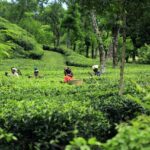 West Bengal Tea Garden Revitalization: An Analysis of the ₹313 Crore Allocation