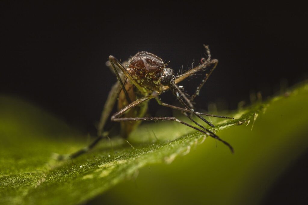 West Nile Virus Signals Rise Across Ontario: Health Officials Urge Vigilance Amid Peak Mosquito Season