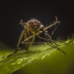 West Nile Virus Signals Rise Across Ontario: Health Officials Urge Vigilance Amid Peak Mosquito Season