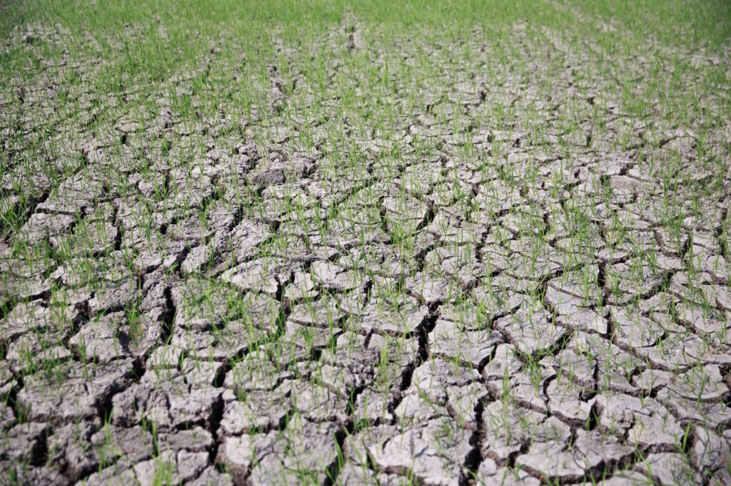 Cauvery Basin Faces Severe Water Strain Amid Deficient Monsoon Rains