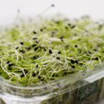 Federal Health Officials Investigate Alfalfa Sprout-Linked Illnesses Across Multiple States