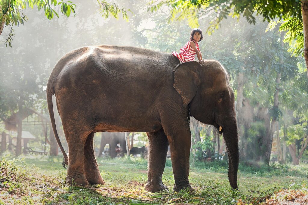 Guardians of the Gentle Giants: The Timeless Bond Between Indigenous Mahouts and Elephants