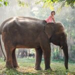 Guardians of the Gentle Giants: The Timeless Bond Between Indigenous Mahouts and Elephants