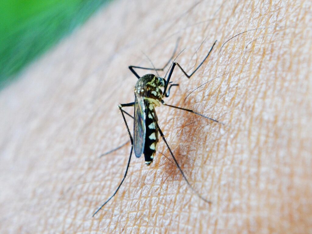 Invasive Malaria Mosquito Threatens Rapidly Growing African Cities