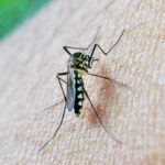 Invasive Malaria Mosquito Threatens Rapidly Growing African Cities
