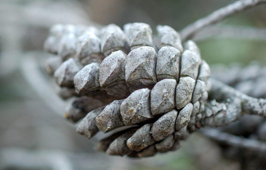 Mysterious Poisoning Threatens Trees Near Lake Tahoe