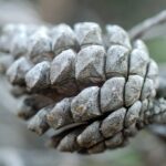 Mysterious Poisoning Threatens Trees Near Lake Tahoe