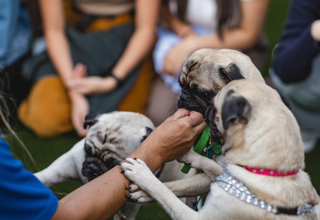 Rescued Pug Jinny Lu Crowned Winner at the 2026 World's Ugliest Dog Contest