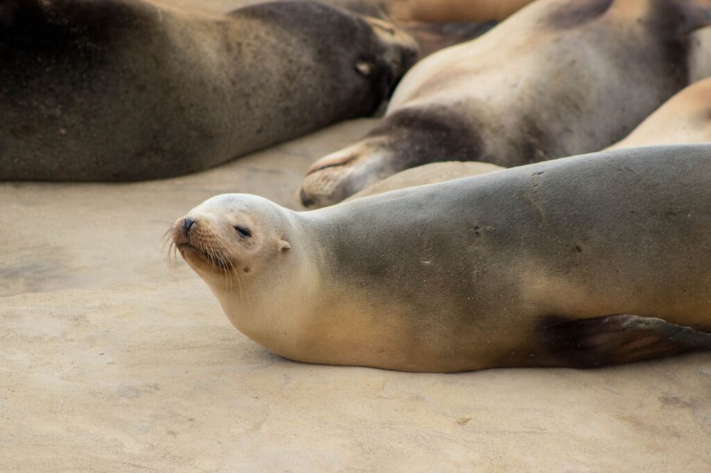 Teenager Pleads Guilty to Wildlife Harassment After Kicking Sea Lion in San Diego