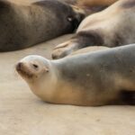 Teenager Pleads Guilty to Wildlife Harassment After Kicking Sea Lion in San Diego