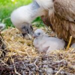 Uttar Pradesh Champions One Health Initiative to Detect Zoonotic Pathogens Early