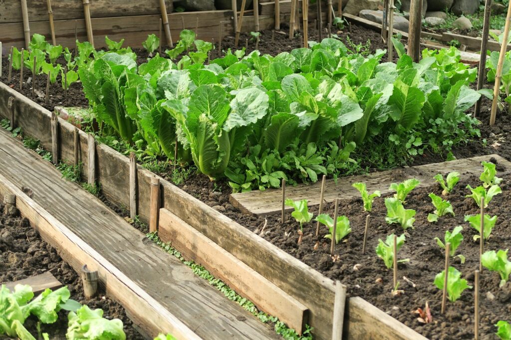 Quebec Lettuce Growers Face Financial Strain Amid U.S. Cyclosporiasis Outbreak