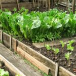Quebec Lettuce Growers Face Financial Strain Amid U.S. Cyclosporiasis Outbreak