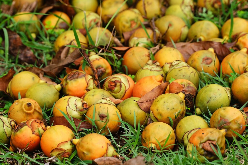 Vibrant betel nuts scattered on grassy field, showcasing nature's abundance.
