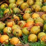 Vibrant betel nuts scattered on grassy field, showcasing nature's abundance.