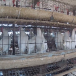 Investigation Across 21 Poultry Units in Four States Documents Widespread Animal Welfare, Hygiene and Biosecurity Concerns