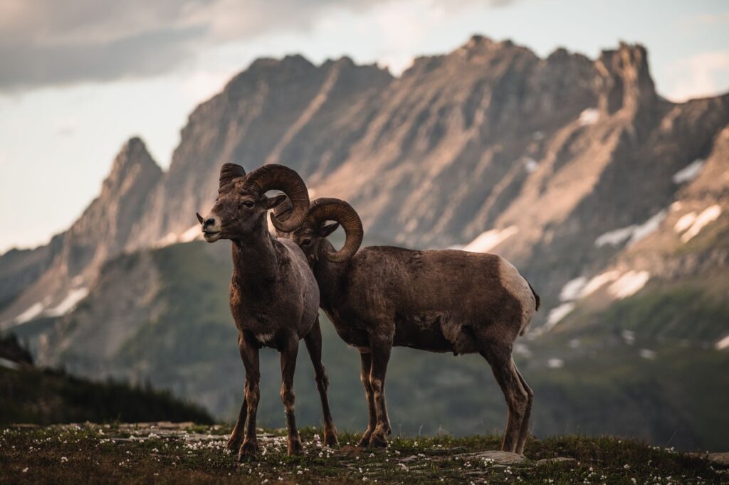 Two bighorn sheep in a scenic mountain setting at sunset.