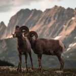 Two bighorn sheep in a scenic mountain setting at sunset.