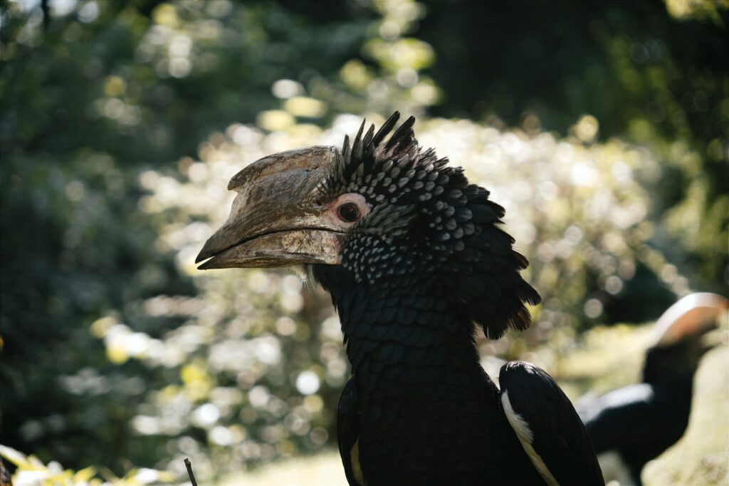 Detailed side view of a Silvery-Cheeked Hornbill, showcasing its unique features against a natural backdrop.