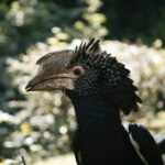 Detailed side view of a Silvery-Cheeked Hornbill, showcasing its unique features against a natural backdrop.