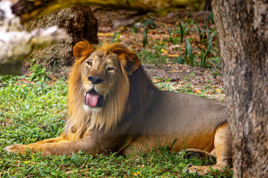 A regal lion lies comfortably on the grass, exuding power and tranquility.