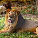 A regal lion lies comfortably on the grass, exuding power and tranquility.