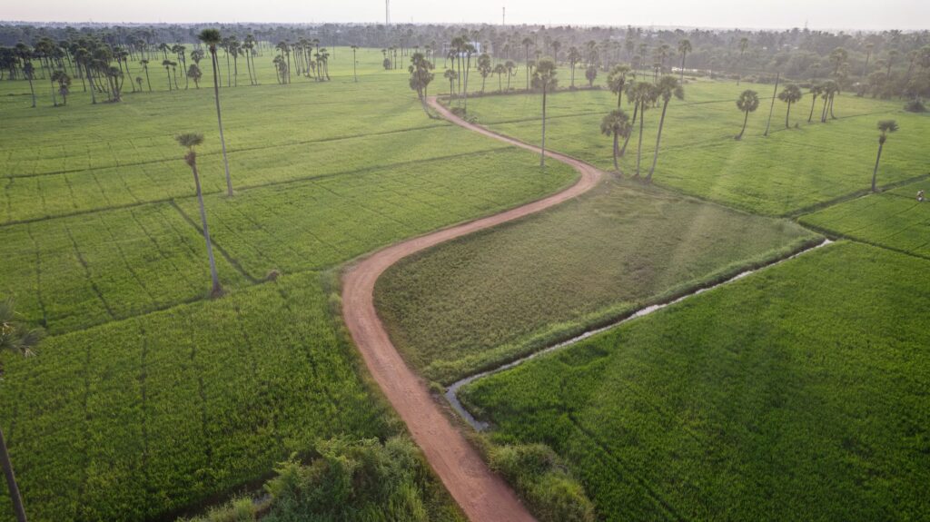 Scenic aerial view of lush green fields and a winding path in Repuru, Andhra Pradesh, India.