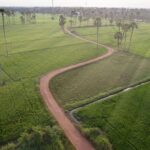 Scenic aerial view of lush green fields and a winding path in Repuru, Andhra Pradesh, India.