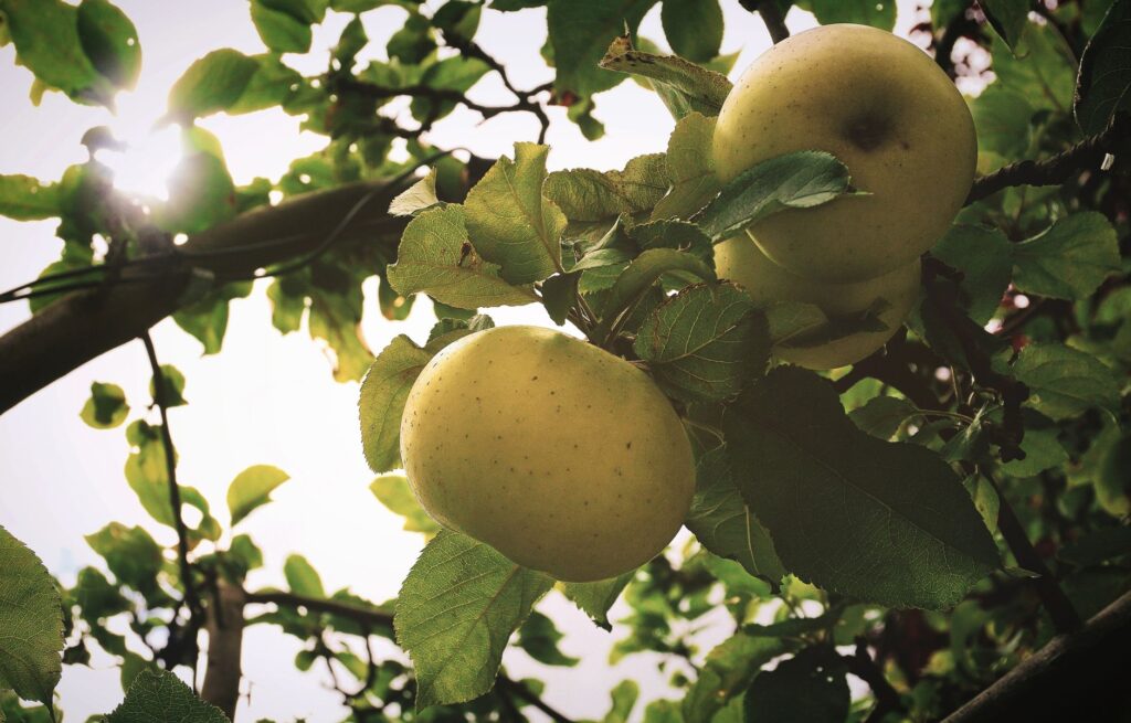 Sunlit green apples on tree branches in orchard, UK.