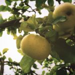 Sunlit green apples on tree branches in orchard, UK.