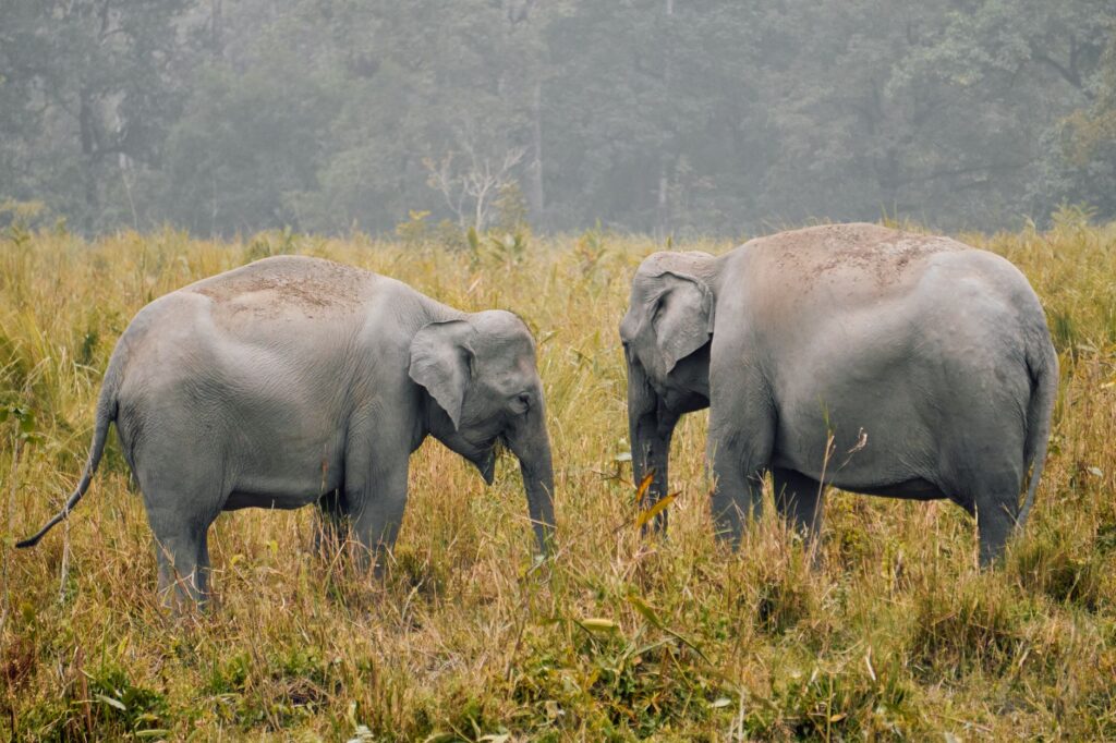 Two Asian elephants in the grasslands of Assam, India, amidst lush greenery.