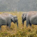 Two Asian elephants in the grasslands of Assam, India, amidst lush greenery.
