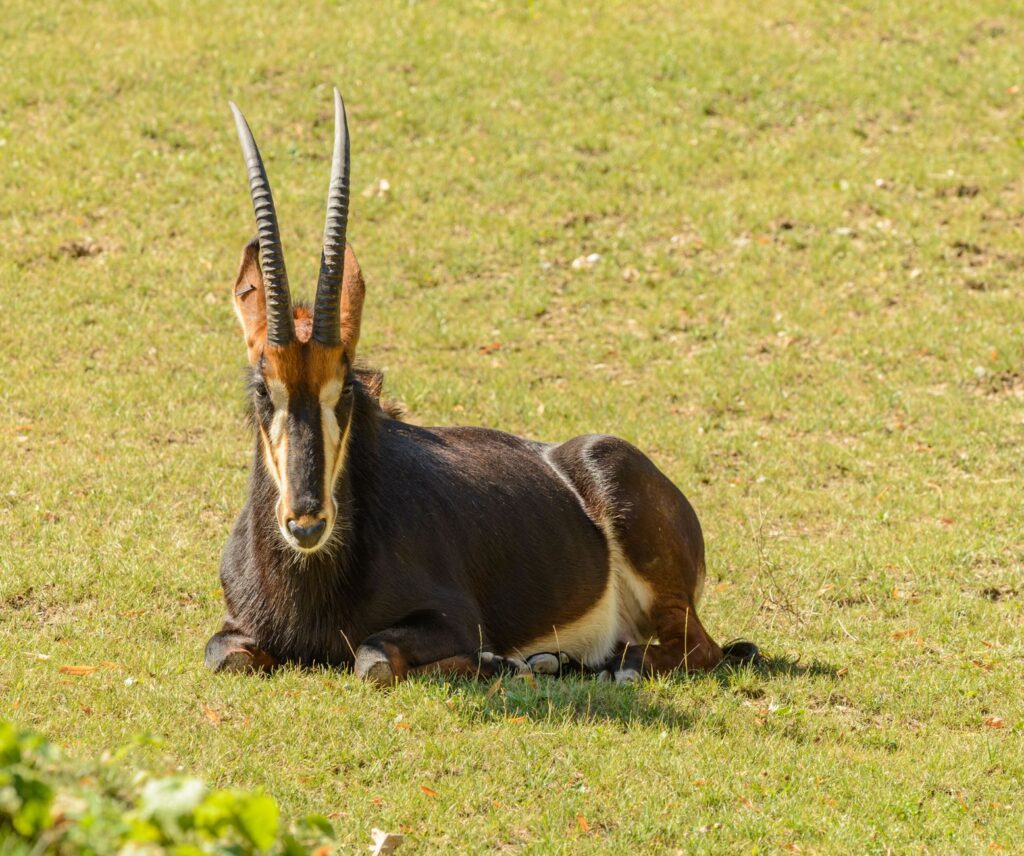 Sable antelope (Hippotragus niger) resting on a grassy field in daylight, showcasing its striking horns.