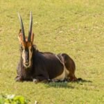 Sable antelope (Hippotragus niger) resting on a grassy field in daylight, showcasing its striking horns.