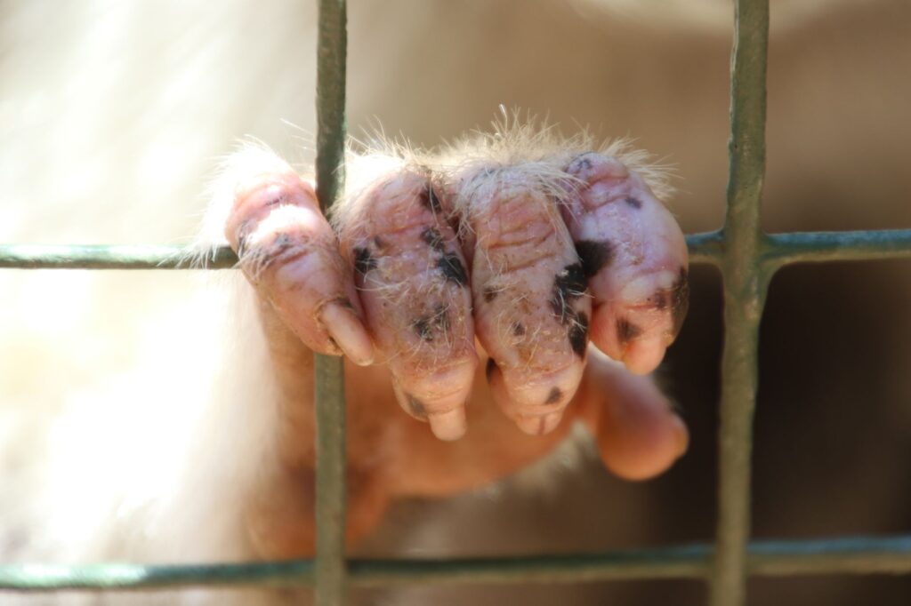 Detailed image of a monkey's hand gripping a cage, emphasizing textures and wildlife confinement theme.