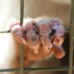 Detailed image of a monkey's hand gripping a cage, emphasizing textures and wildlife confinement theme.