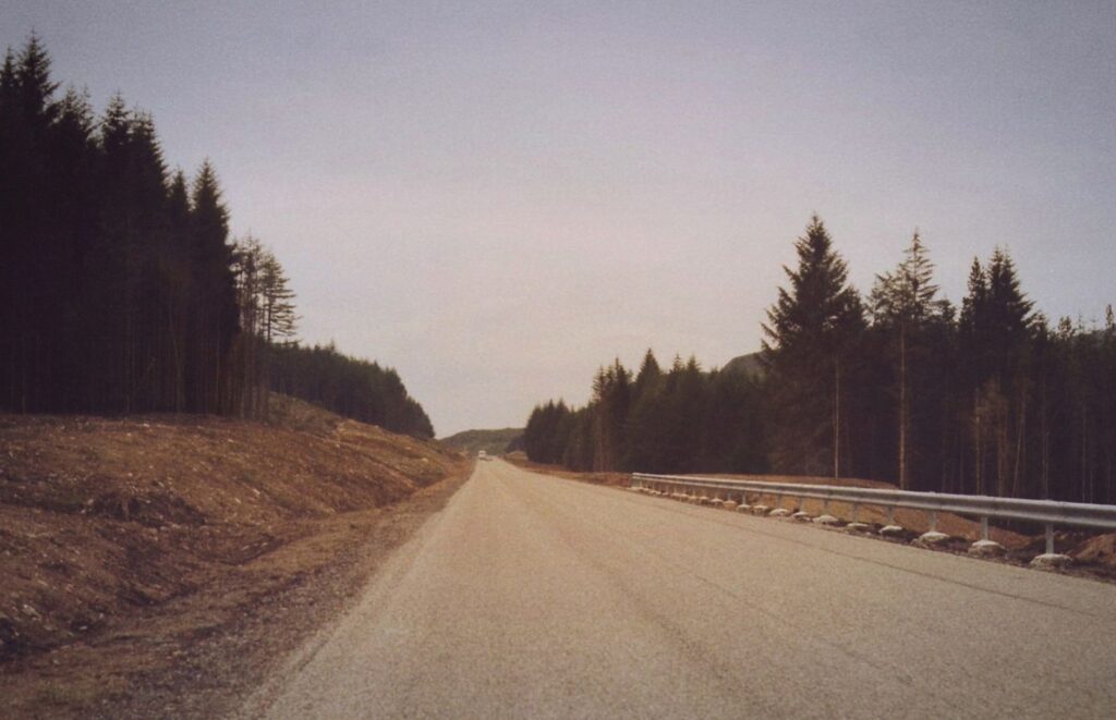 Capturing the essence of a tranquil road in rural Scotland lined with tall evergreen trees, invoking a sense of peaceful journey.