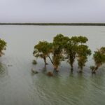 Scenic aerial view of trees submerged in water, Aksu Prefecture, Xinjiang, showcasing natural beauty.