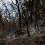 A stark view of a forest devastated by fire, showing burnt trees and ash-covered ground.