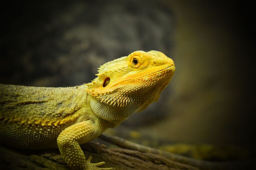 Detailed close-up of a bearded dragon, showcasing its scales and natural habitat.