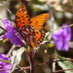 Close-up of a monarch butterfly perched on a vibrant purple flower in daylight.
